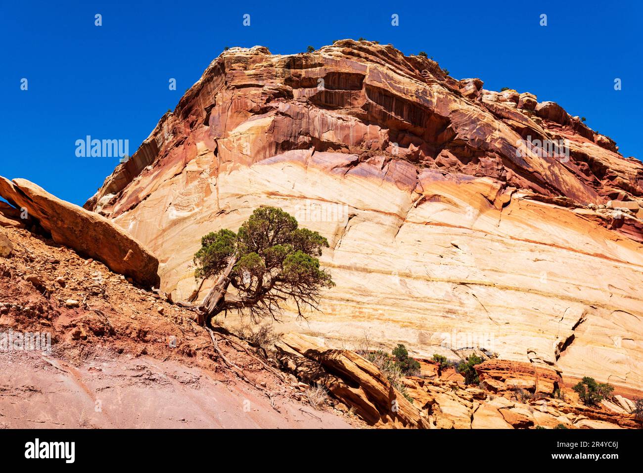 Lone gnarled Juniper Tree; Capital Gorge Trail; Capital Reef National Park; Utah; USA Stock Photo