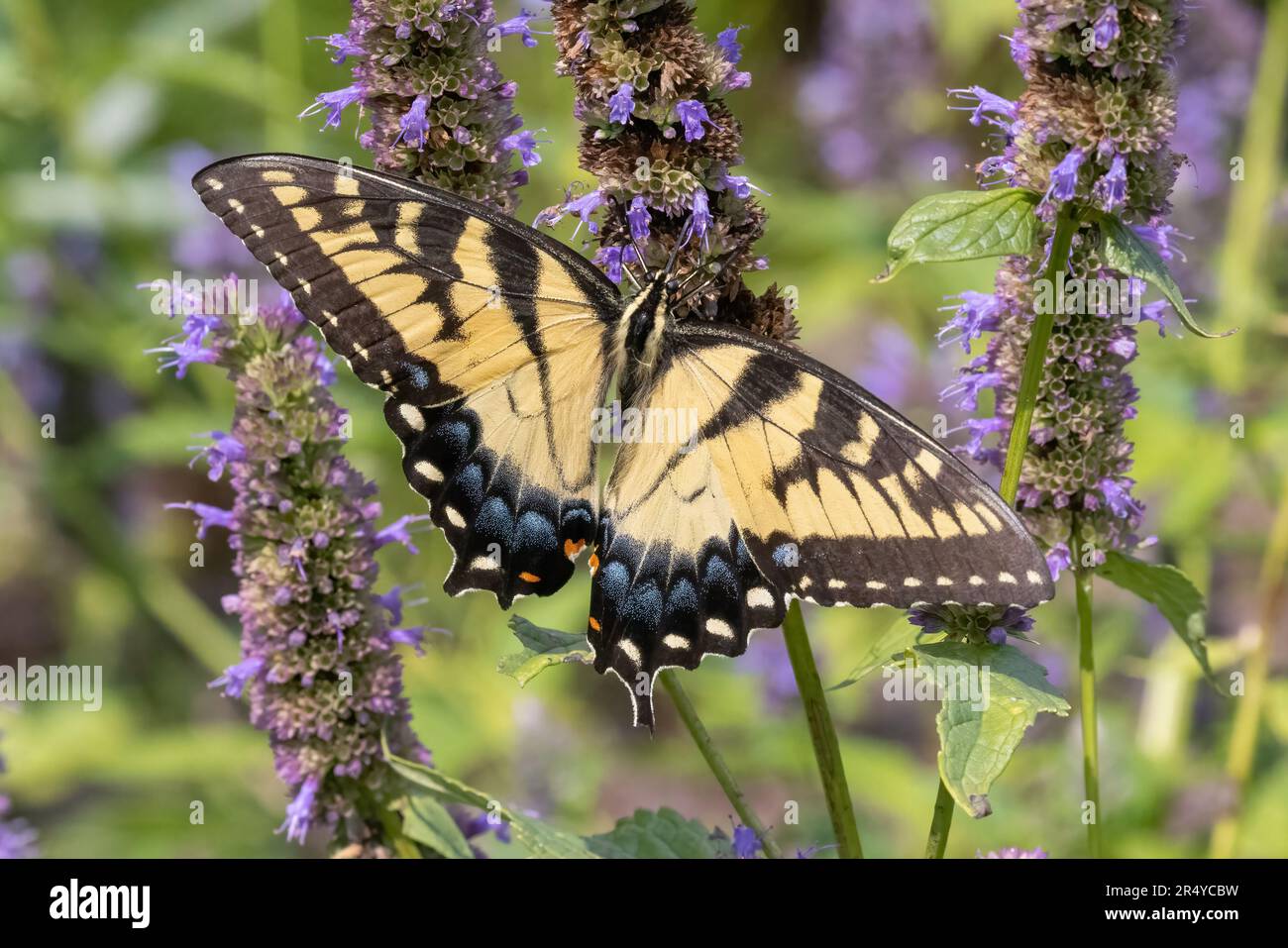 Symbiotic relationship of Eastern Tiger Swallowtail (Pamilio glaucus) on anise hyssop (Agastache foeniculum), Delaware Botanic Gardens, Delaware Stock Photo