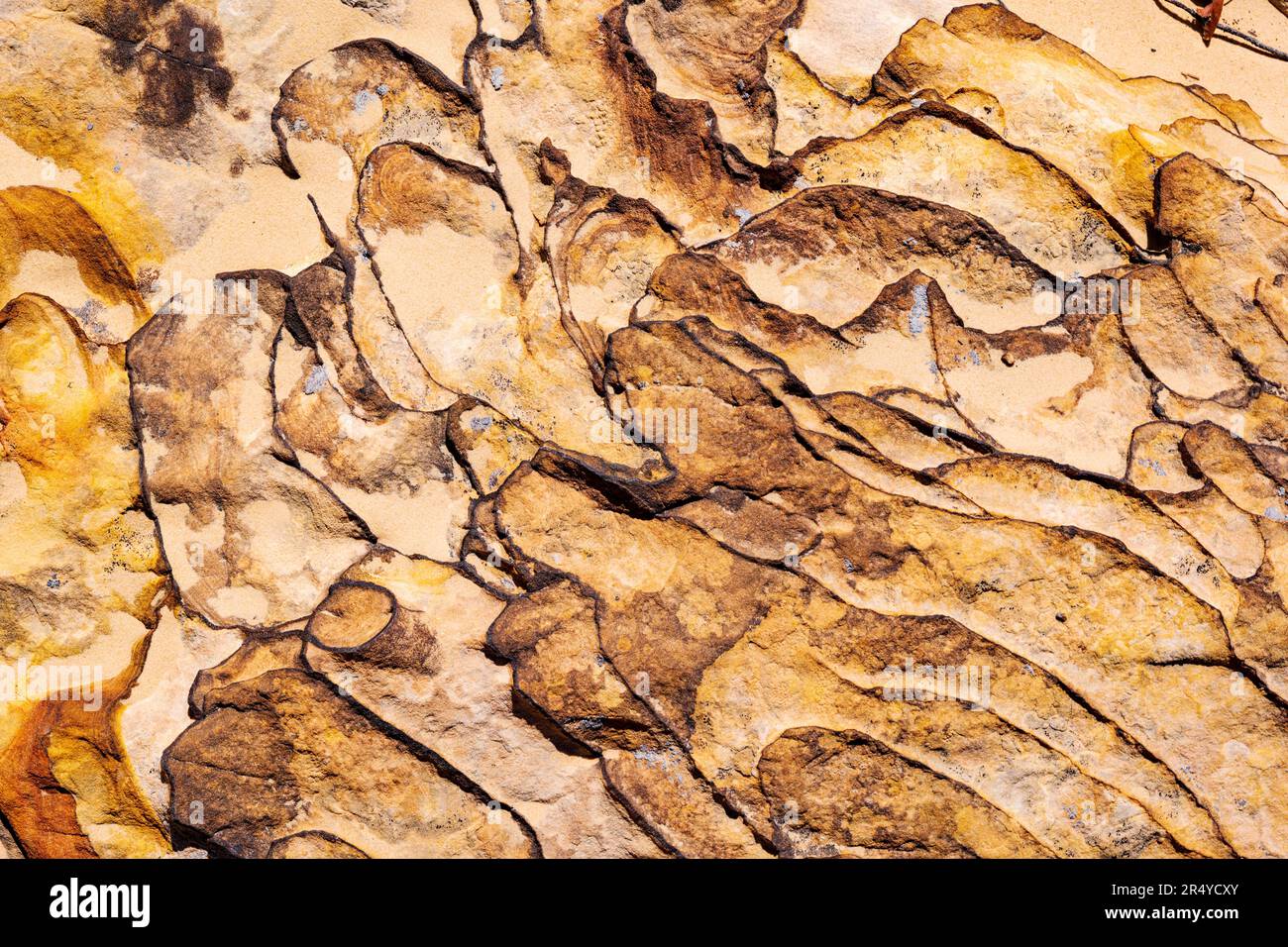 Patterns in sandstone sculpted by erosion; Capital Gorge Trail; Capital Reef National Park; Utah; USA Stock Photo