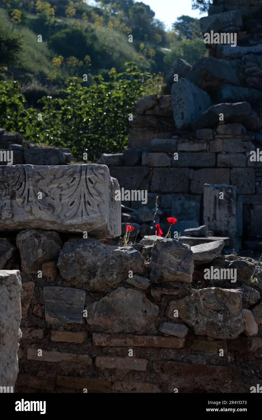Poppies grow in cracks among the ruins of the Prytaneion, Ephesus, Turkey. Stock Photo