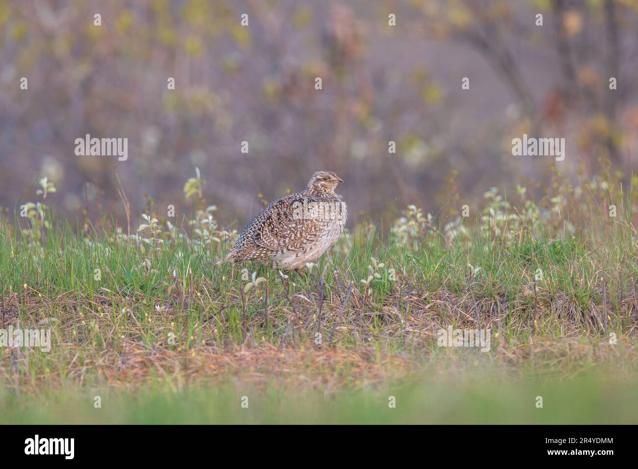 Sharptailed grouse in northern Wisconsin Stock Photo Alamy