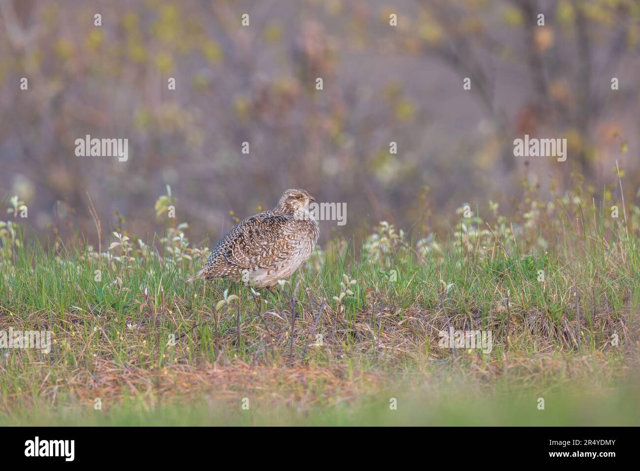 Sharptailed grouse in northern Wisconsin Stock Photo Alamy