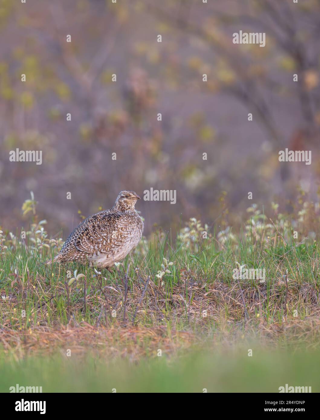 Sharptailed grouse in northern Wisconsin Stock Photo Alamy