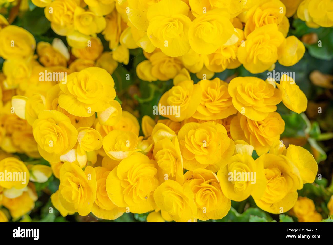 Beautiful Yellow Begonia flower a plant blooming in the nature background. Stock Photo