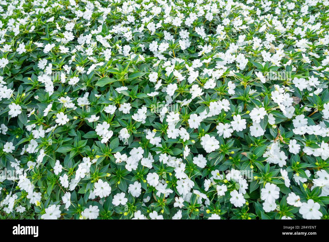 Background of white flowers Impatiens Walleriana : Lizzie in the garden. Stock Photo