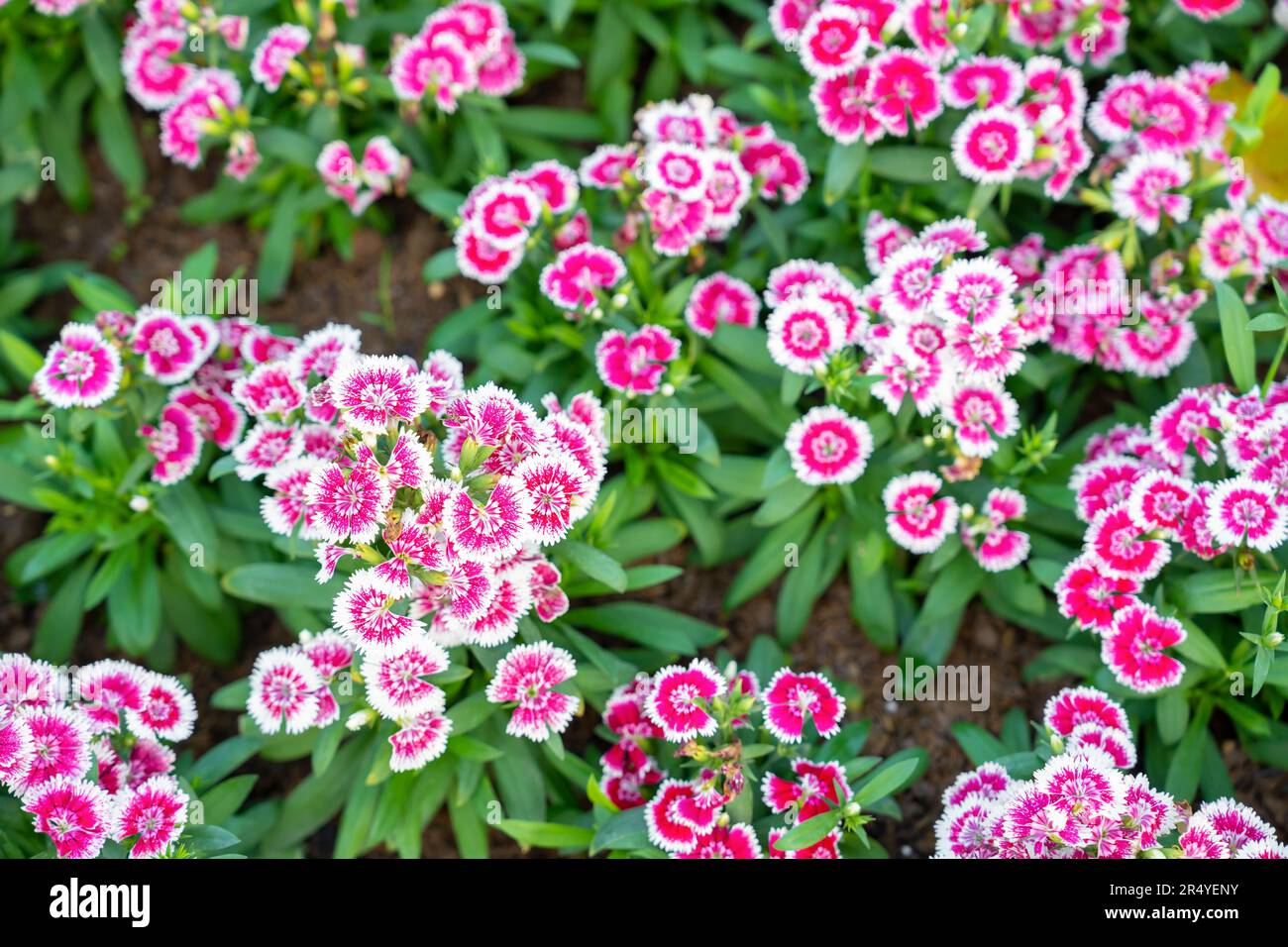 Dianthus chinensis Dianthus Butterfly is a flower with the same