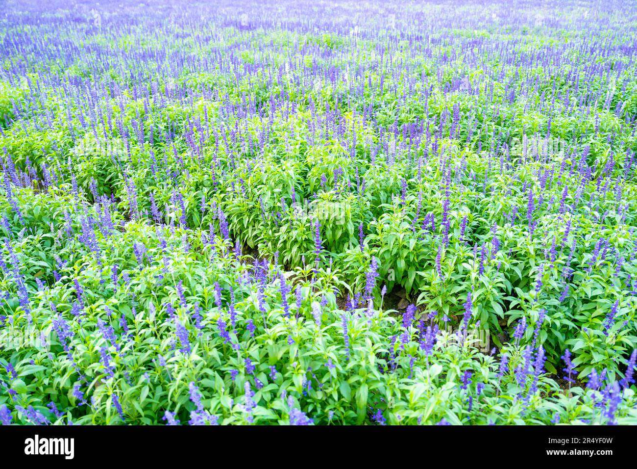 Blue salvia splendens with leaves in the field. Stock Photo