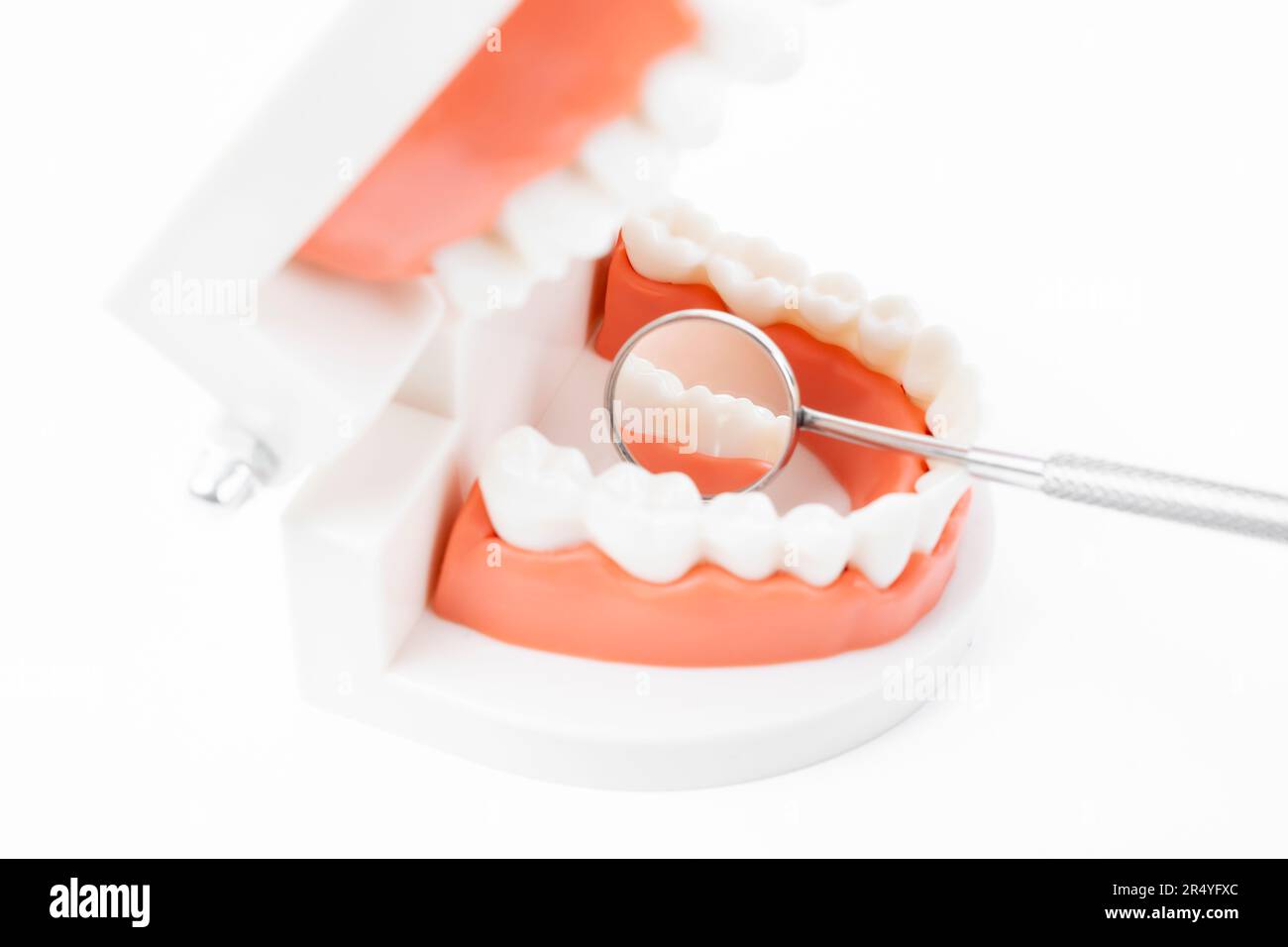 Teeth model with dental mirror on white background Stock Photo - Alamy
