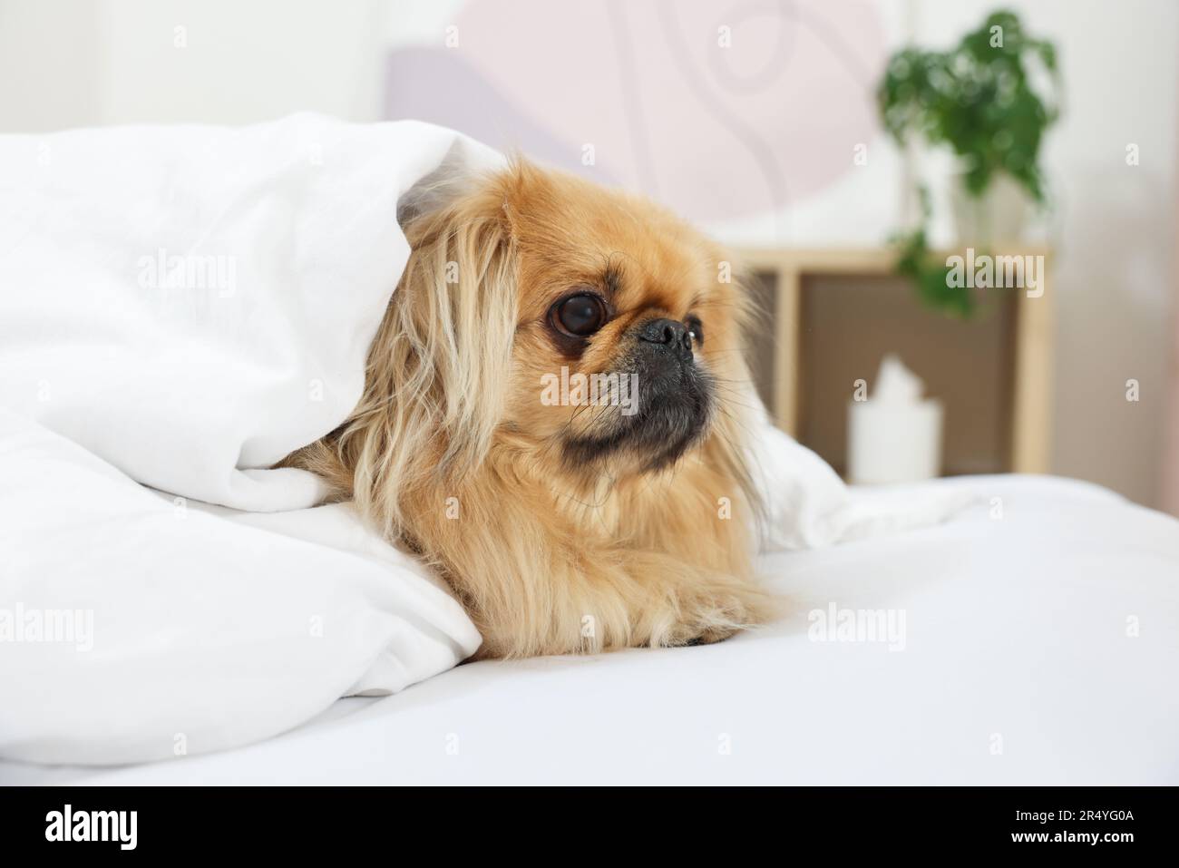 Pekingese blanket top