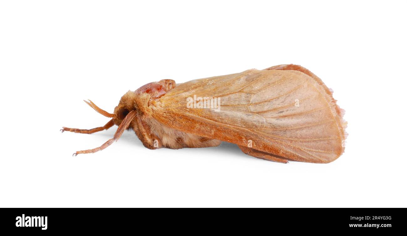 Brown common clothing moth isolated on white Stock Photo Alamy