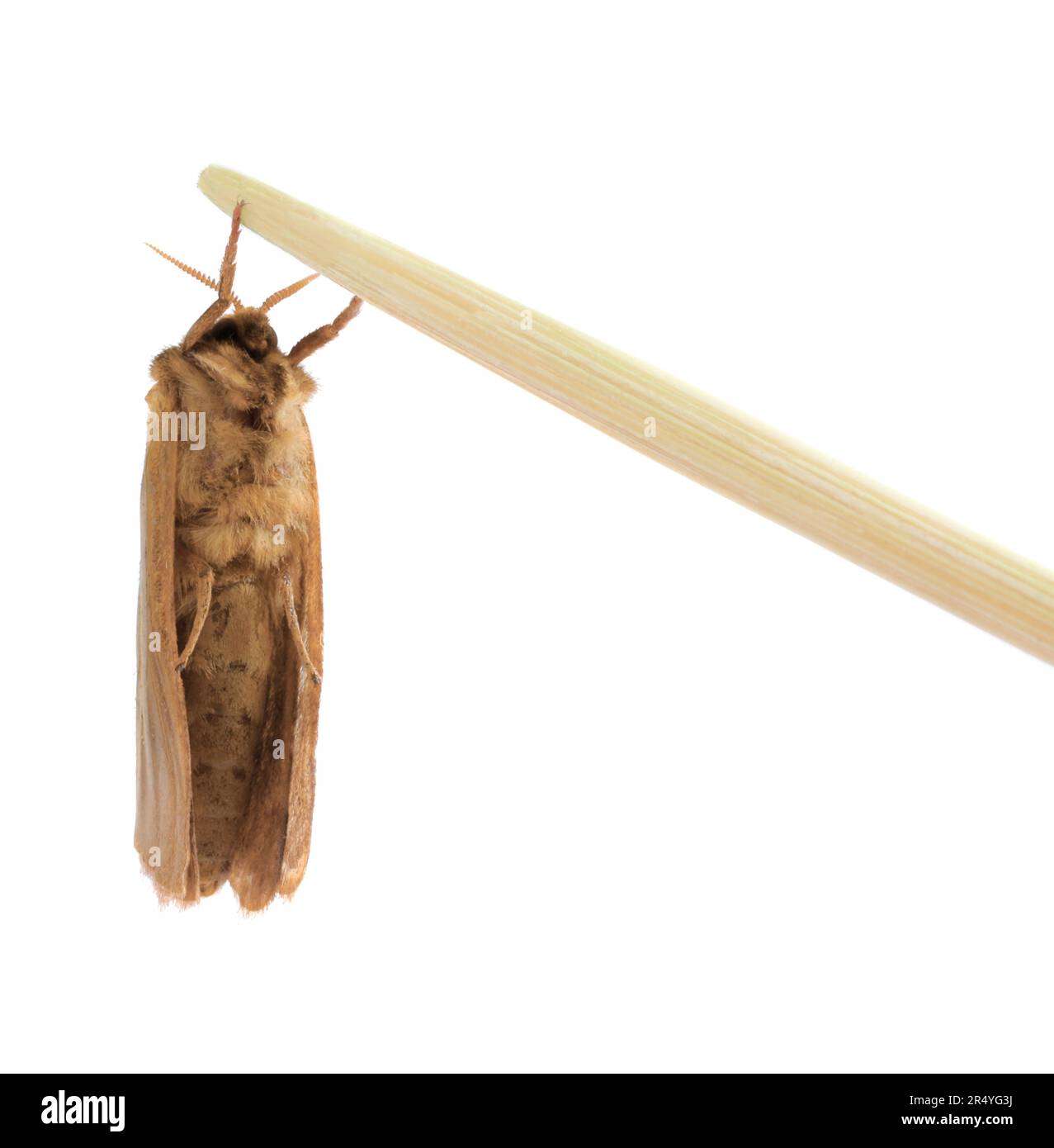 Brown common clothing moth isolated on white Stock Photo Alamy