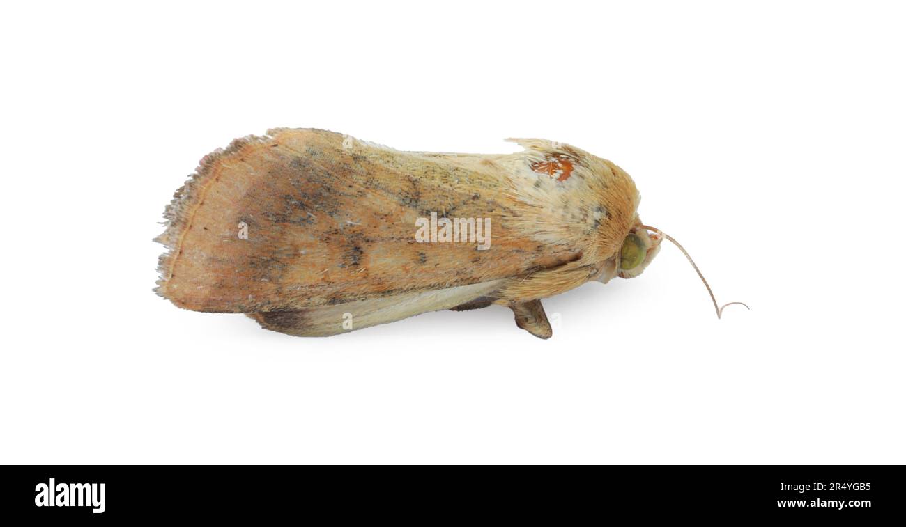Single corn earworm moth isolated on white Stock Photo Alamy