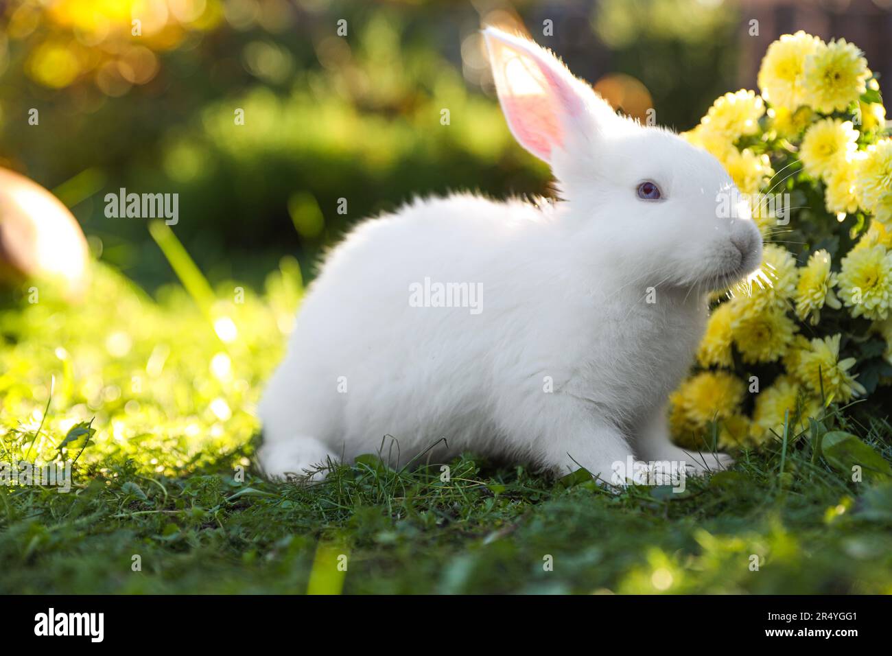 Cute white rabbit near flowers on green grass outdoors Stock Photo - Alamy