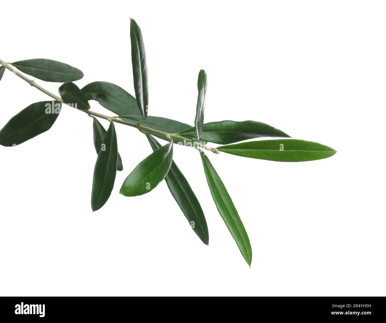 Olive tree leaves olea Cut Out Stock Images & Pictures - Alamy