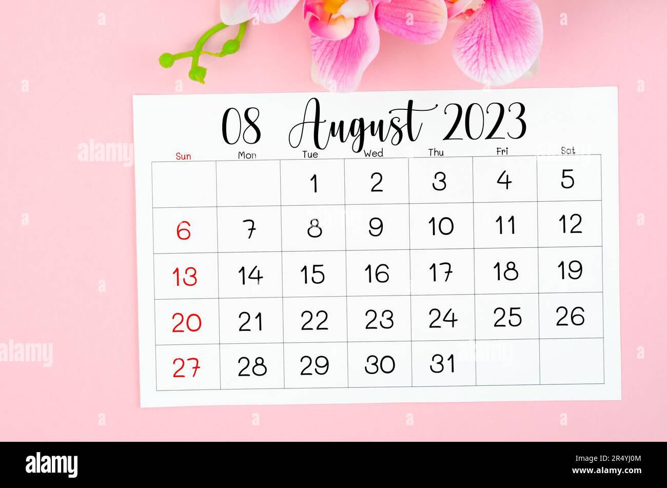 August 2023 calendar page and pink orchid on pink background Stock