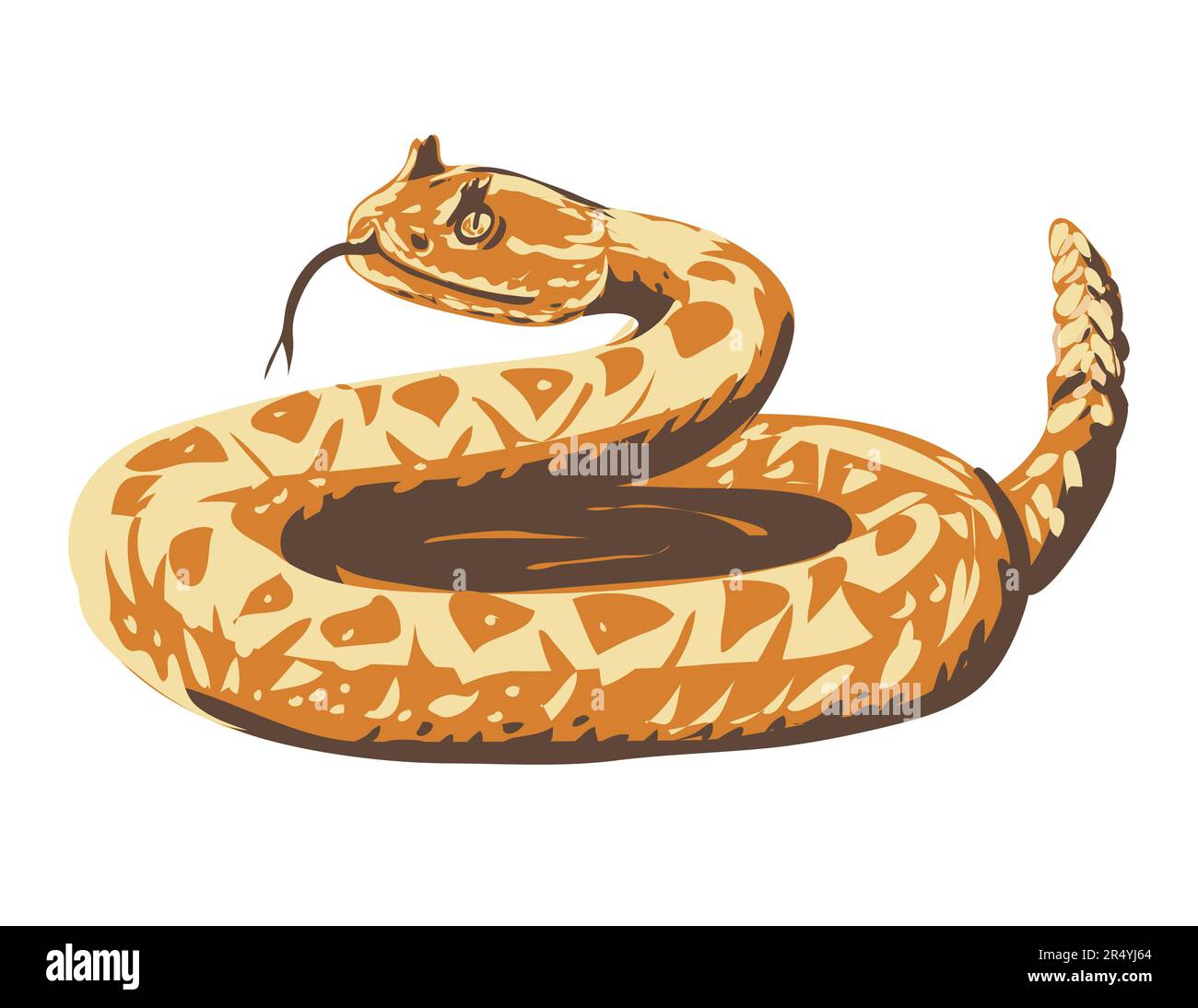 WPA poster art of a western diamondback rattlesnake or Texas diamond-back curled up done in works project administration style. Stock Photo