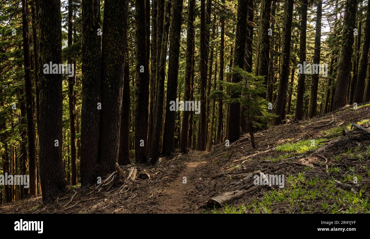 Small Tree Stands Next to Narrow Trail Through Dark Forest in Crater Lake  National Park Stock Photo - Alamy, image size:1300x839