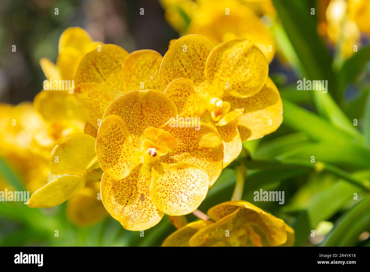 Orchids vibrant colors hi-res stock photography and images - Alamy