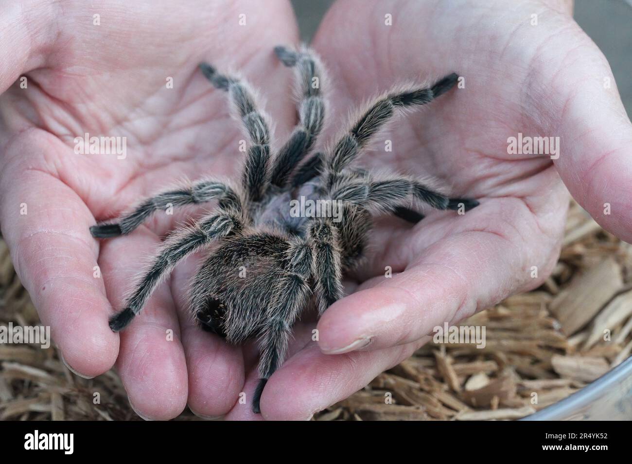 View of tarantulas in wild Stock Photo Alamy