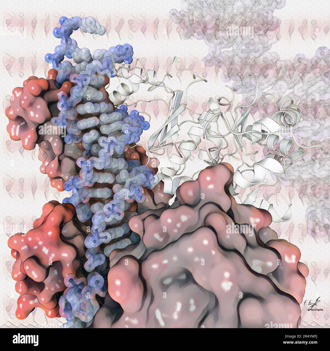 Illustration of the reverse transcriptase enzyme from HIV (human ...