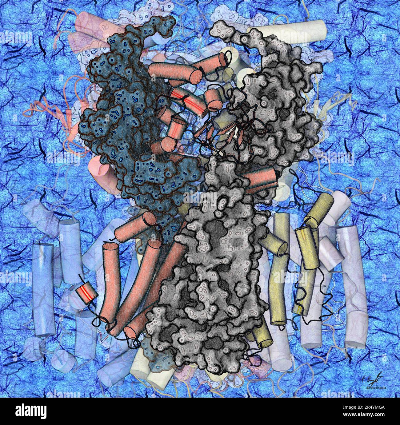 Illustration of a cyclic nucleotidegated (CNG) channel found in the