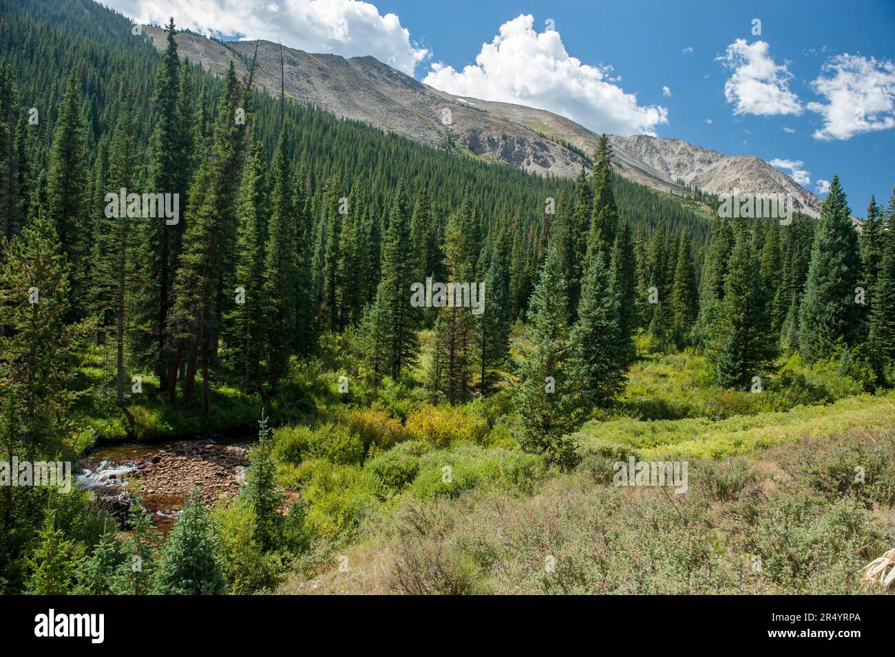 On the N. Fork of Chalk Creek, just above the "ghost town" of St. Elmo