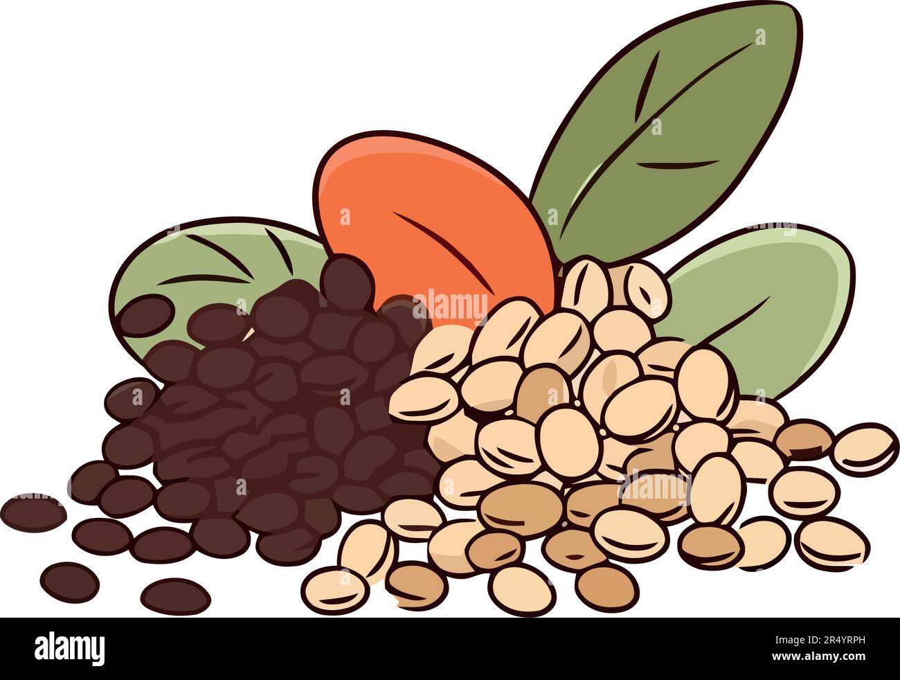 Fresh organic dry beans for healthy eating Stock Vector Image & Art Alamy