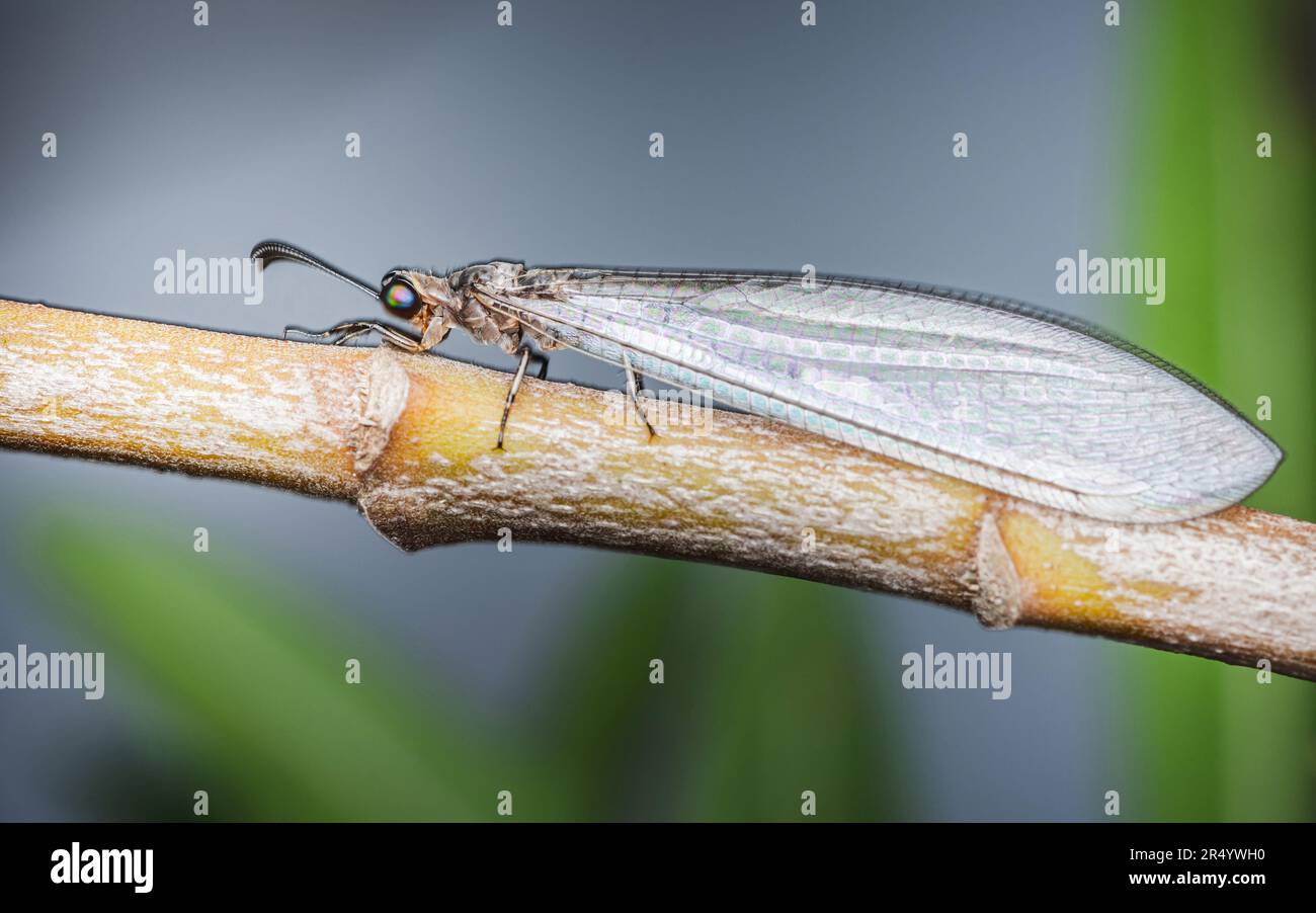 Close up of a Antlion (Myrmeleontidae) perched on branch on nature background, Selective focus, Insect photo in Thailand. Stock Photo