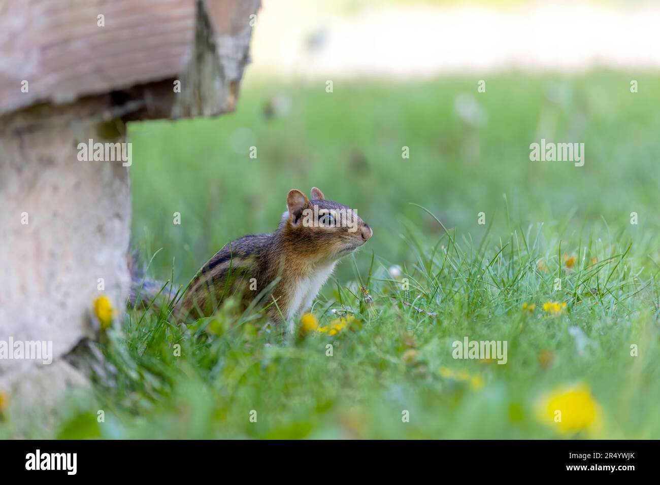 The eastern chipmunk (Tamias striatus) on a meadow. The eastern chipmunk  is a chipmunk species found in eastern North America Stock Photo