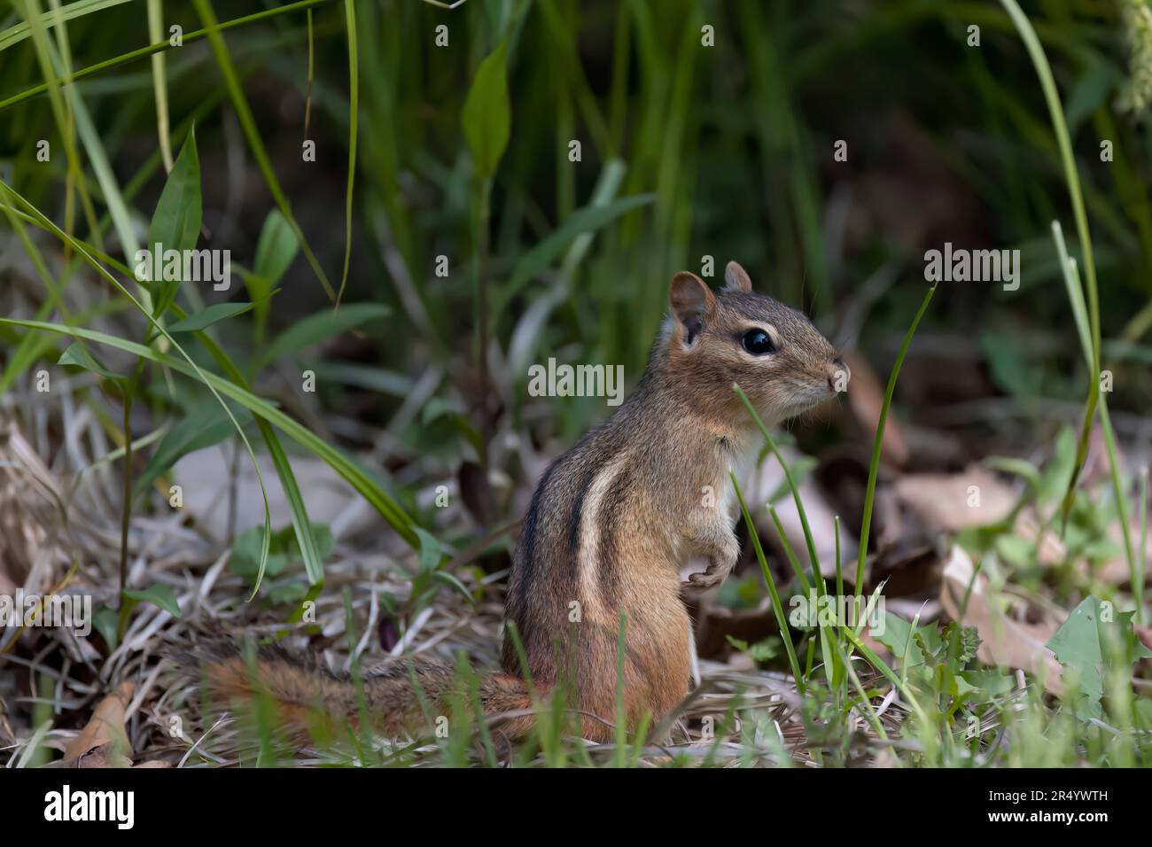 The eastern chipmunk (Tamias striatus) on a meadow. The eastern chipmunk  is a chipmunk species found in eastern North America Stock Photo