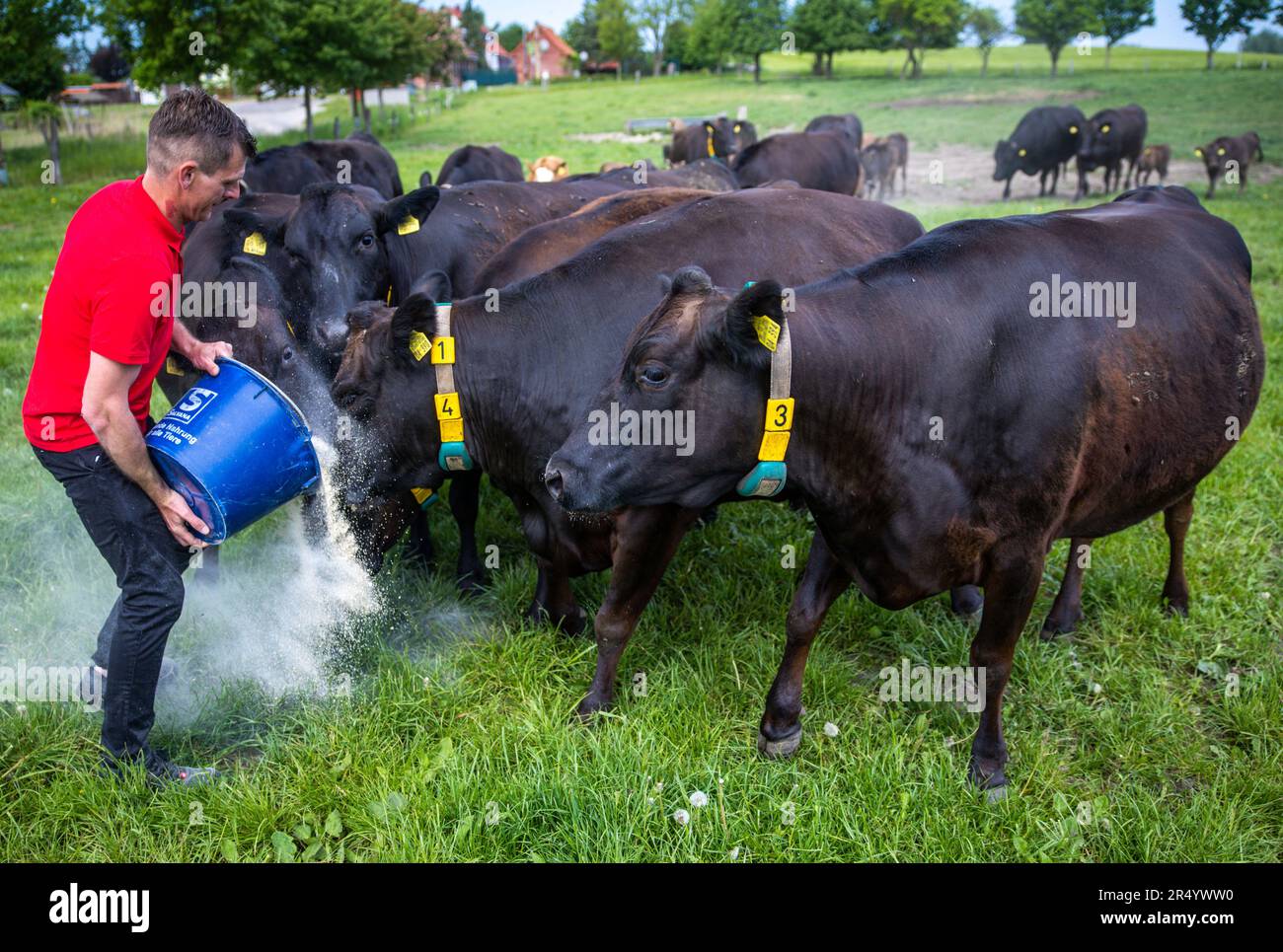 PRODUCTION 30 May 2023, MecklenburgWestern Pomerania, Groß Wokern