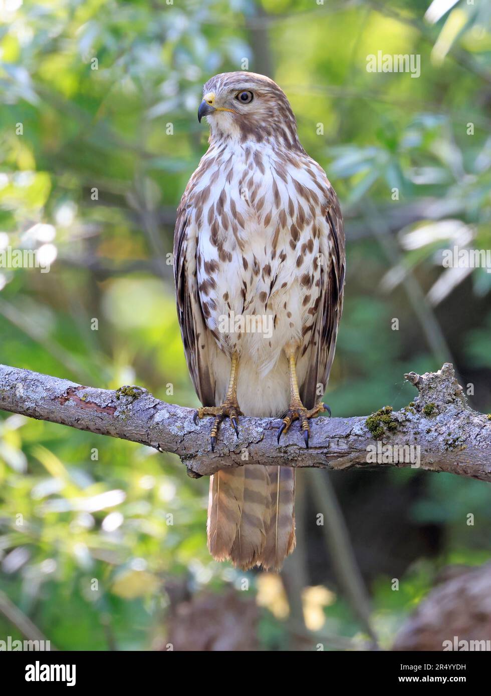 Cooper's Hawk perched on a tree branch in the forest, Quebec, Canada Stock Photo