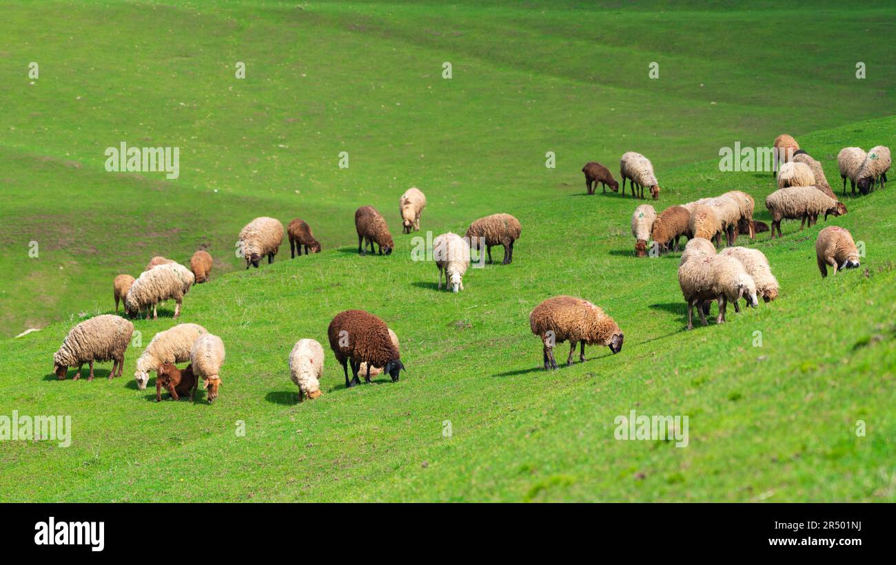 A herd of sheep grazes on the green slope of the mountain Stock Photo ...