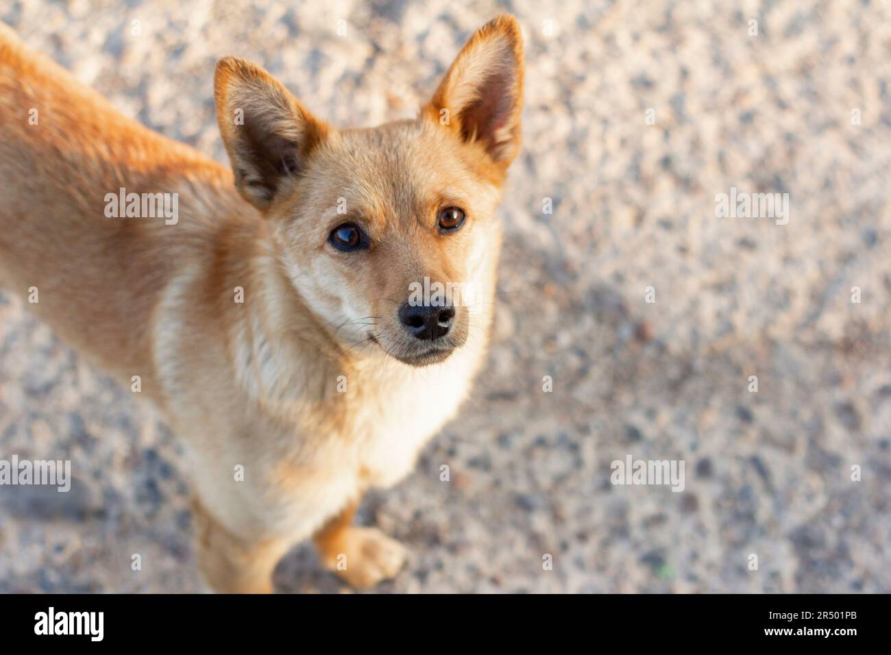 A small red-haired dog looks expectantly at the camera Stock Photo