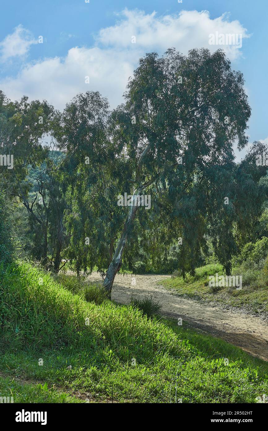 Deciduous trees grow on hill against sunny blue sky Stock Photo - Alamy