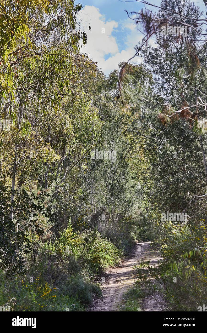 Winding forest path in spring hi-res stock photography and images - Alamy
