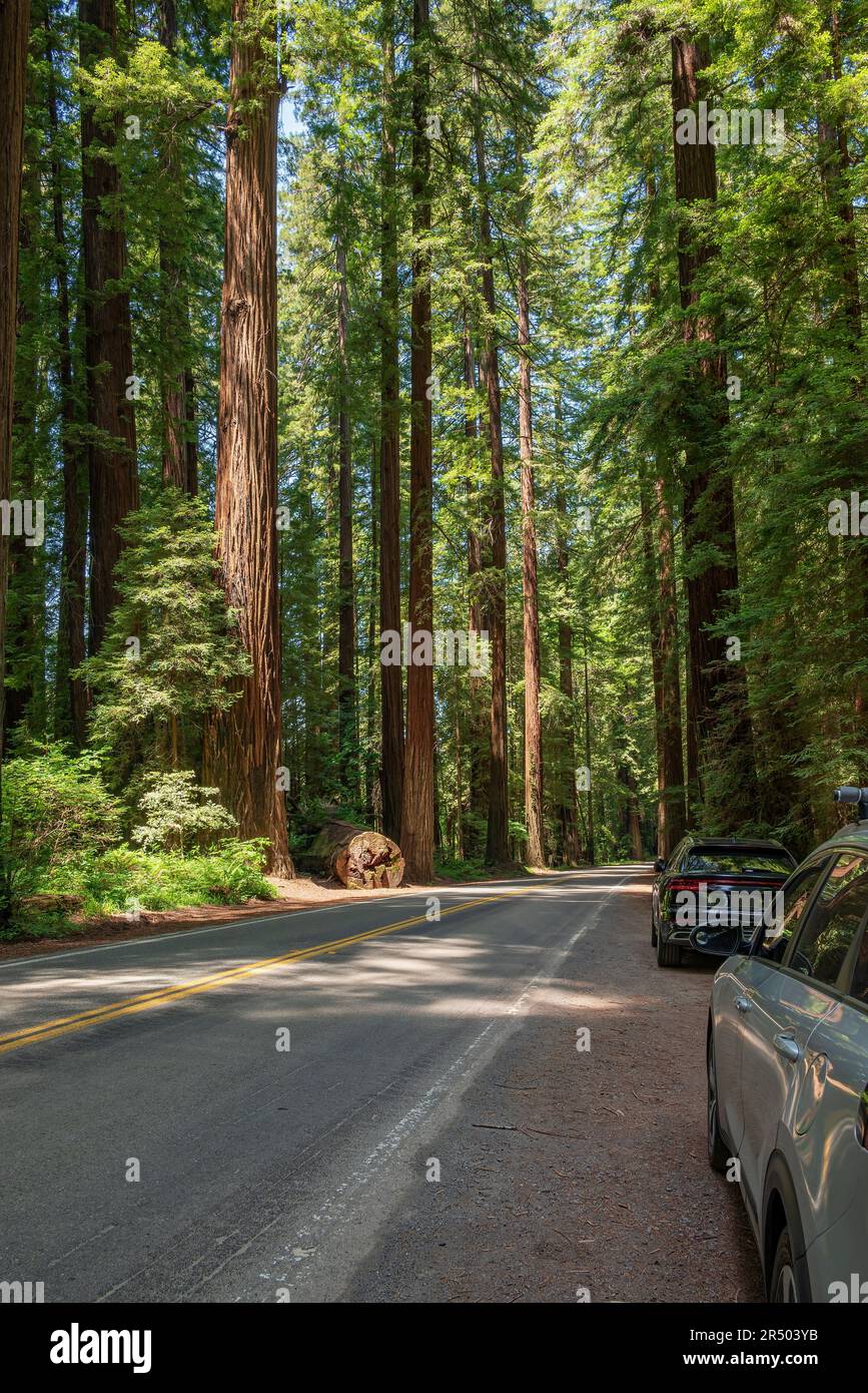 Norcal Forests Avenue of the giants in northern California forest Stock Photo - Alamy