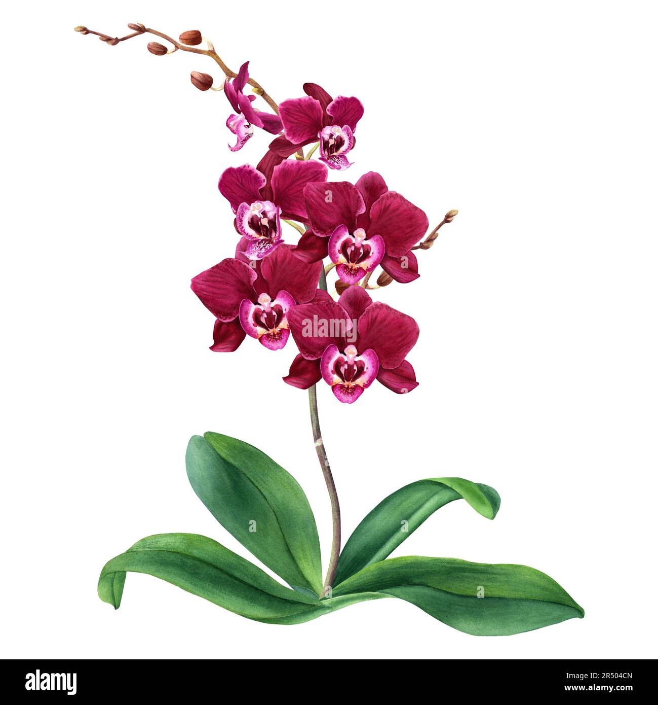 Orchid flower plant with blooms. Watercolor botanical illustration ...