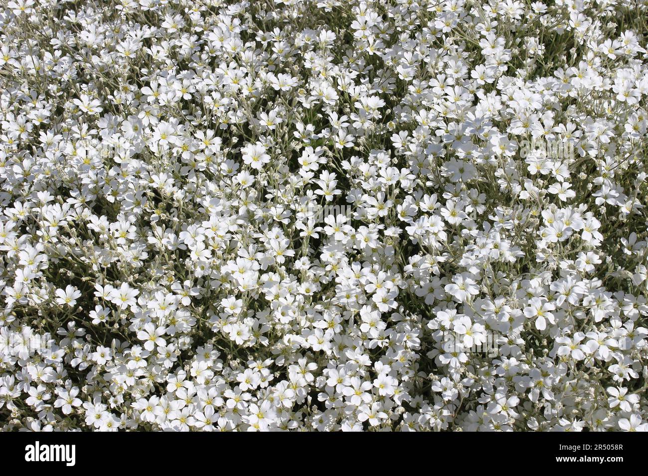 Snow-in-summer Cerastium tomentosum Stock Photo