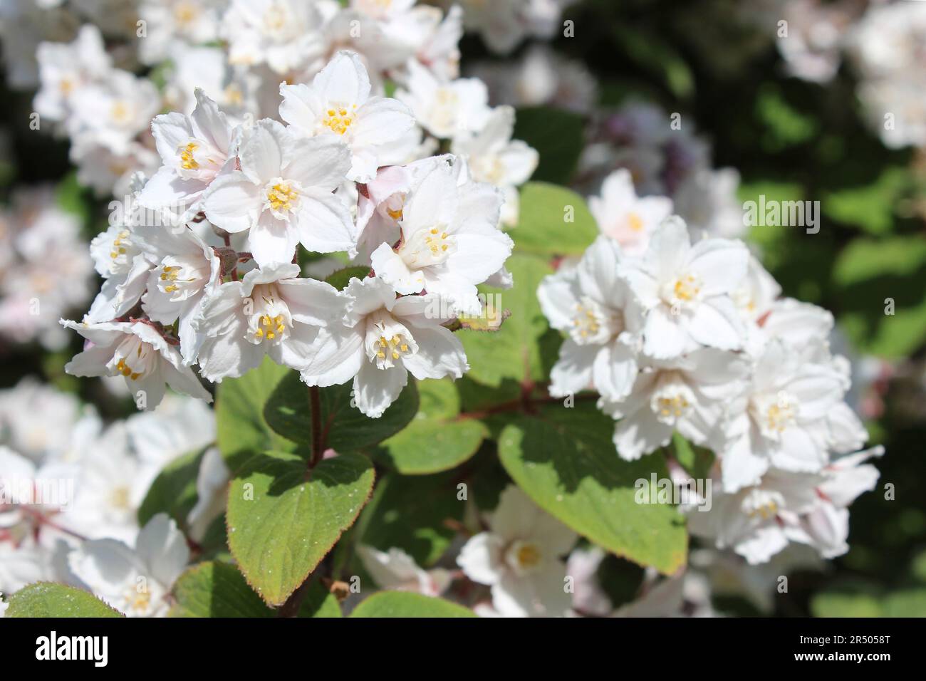 Clustered-flowered Deutzia - Deutzia glomeruliflora Stock Photo