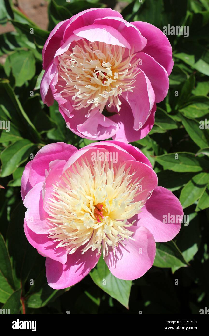 Pink Peonies - Paeonia lactiflora 'Bowl of Beauty' Stock Photo