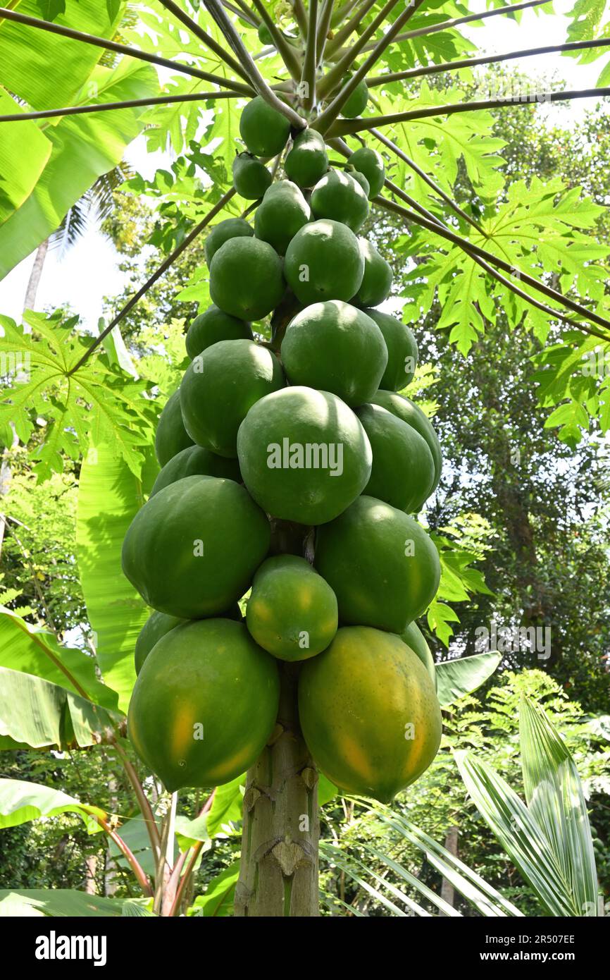 Vertical view of a Papaya tree bearing with the large organic Papaya