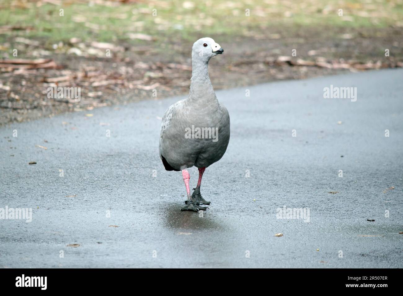The Cape Barren Goose is a very large, pale grey goose with a ...