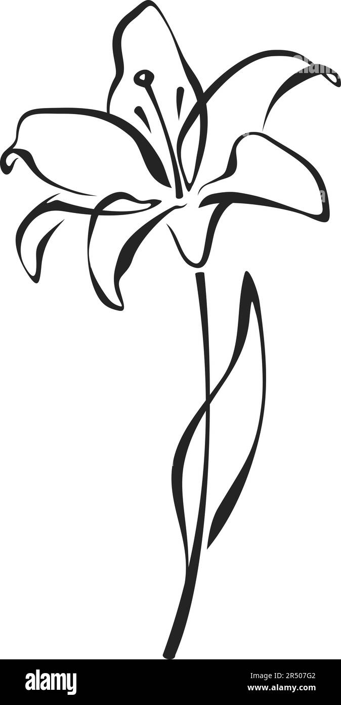 Lily flower. Black line drawing of lily flower isolated on a white background. Vector line art