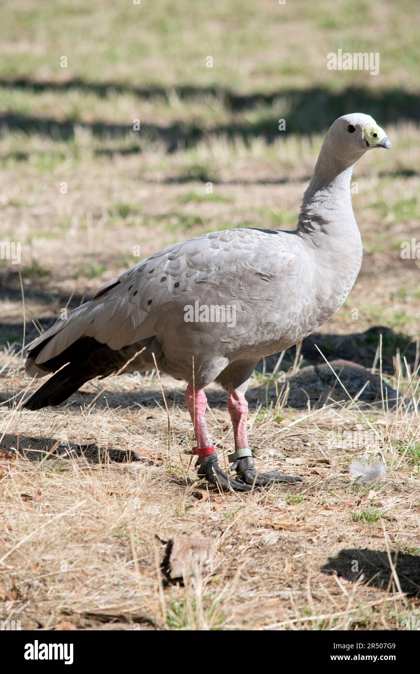 The Cape Barren Goose is a very large, pale grey goose with a ...