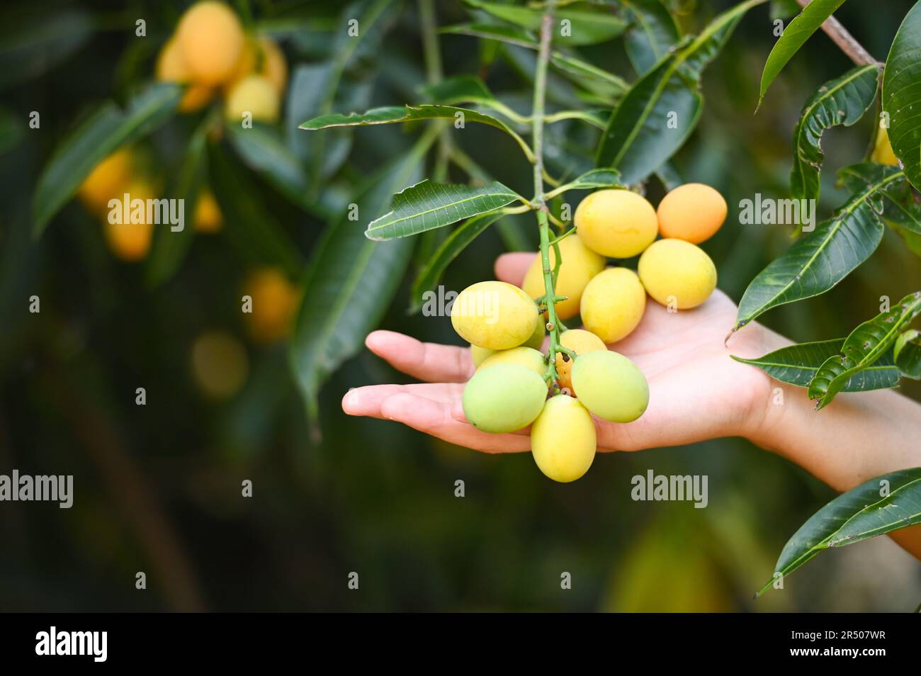Marian plum fruit in marian plum tree in the garden tropical fruit orchard, Name in Thailand