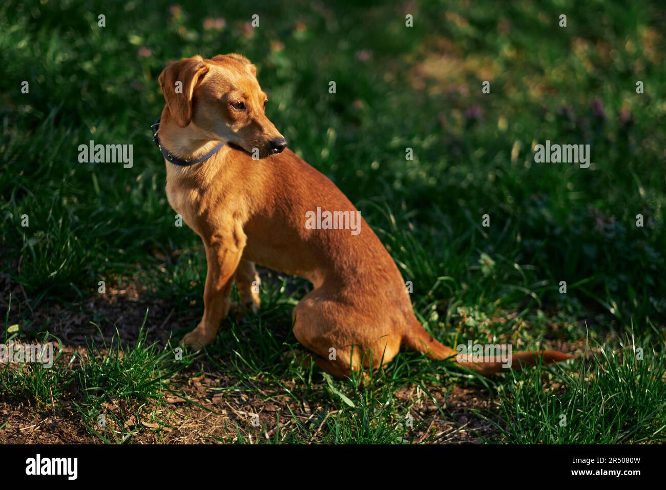 Beautiful ginger dog sitting in the garden at the sunset looking aside . Green grass, summer conceptHigh quality photo Stock Photo