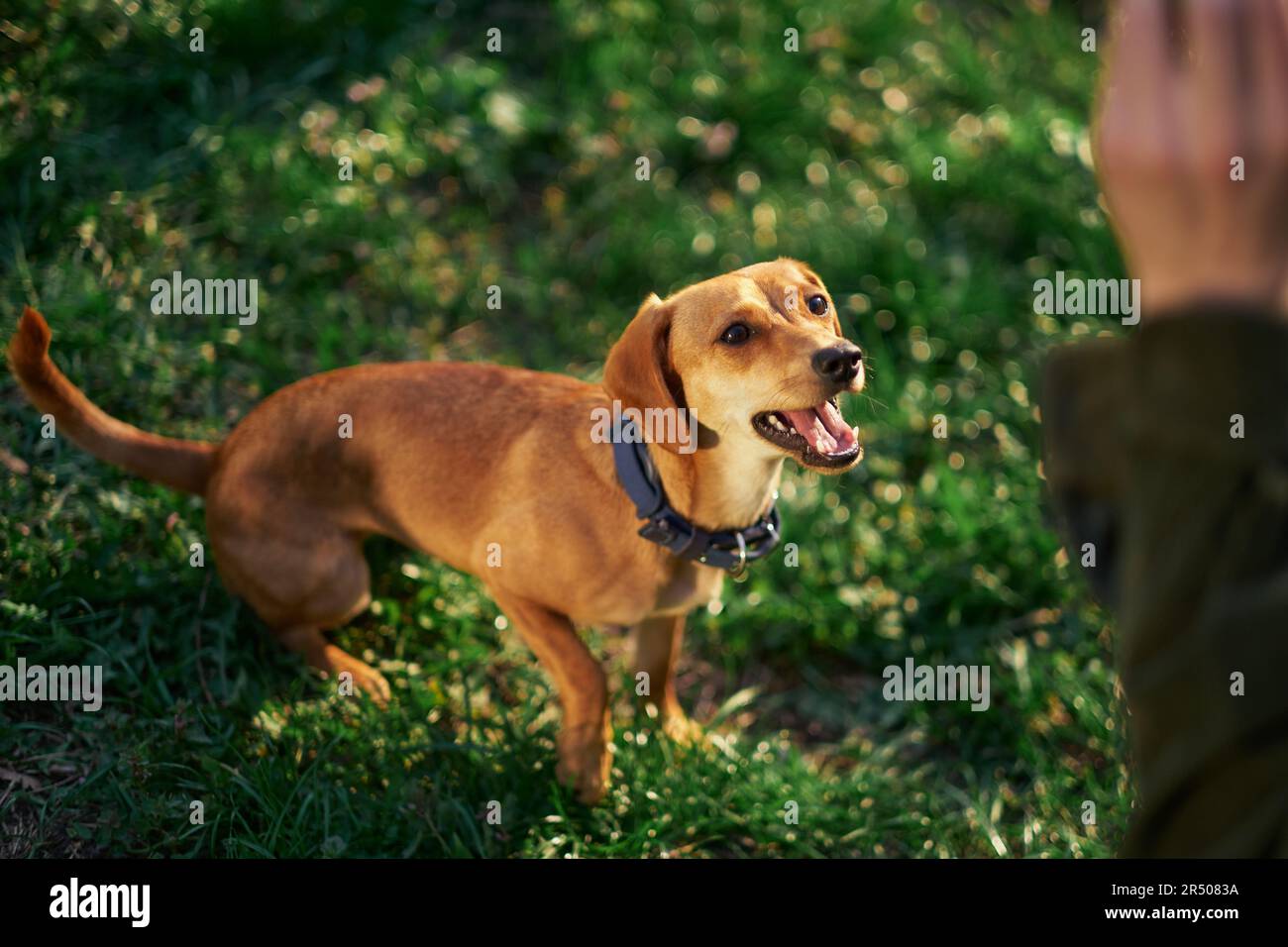 Beautiful ginger dog sitting in the garden at the sunset looking aside . Green grass, summer conceptHigh quality photo Stock Photo