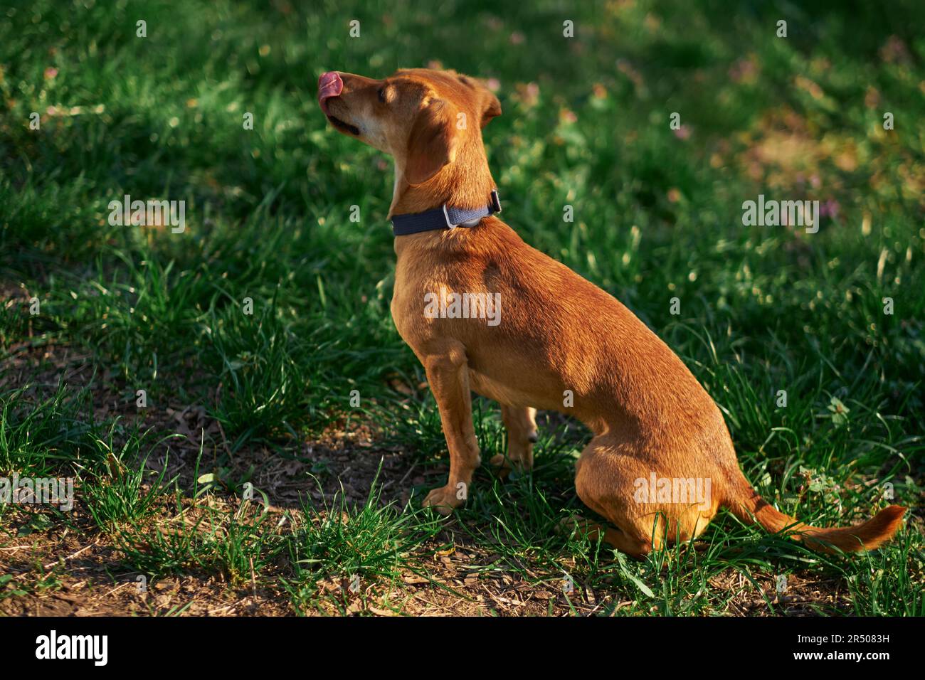 Beautiful ginger dog sitting in the garden at the sunset looking aside . Green grass, summer conceptHigh quality photo Stock Photo