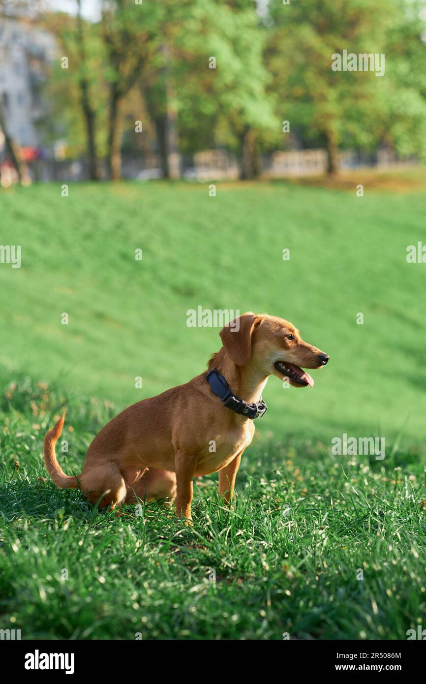 Beautiful ginger dog sitting in the garden at the sunset looking aside . Green grass, summer conceptHigh quality photo Stock Photo